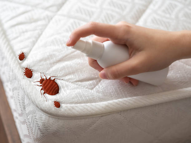 Best Pest Removal Services  in West Yarmouth, MA