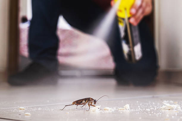 Best Flea Control Services  in West Yarmouth, MA